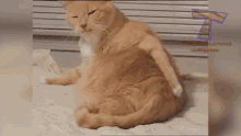 Bloated Cat GIF - Bloated Cat Itchy GIFs