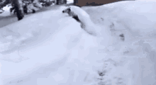 Dog Snow GIF - Dog Snow Jump GIFs