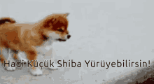 Shibe Shiba GIF - Shibe Shiba Shiba Inu GIFs