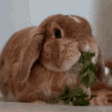 Cute Bunny GIF - Cute Bunny Eating GIFs