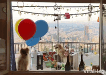 adorable cute dog flying balloons teacup dogs