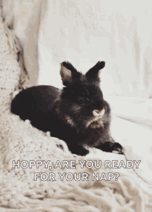 Nose Twitch Bunny GIF - Nose Twitch Bunny Funny Animals GIFs