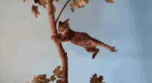 Flying Cat GIF - Flying Cat Holding On GIFs