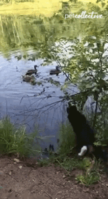 Dive The Pet Collective GIF - Dive The Pet Collective Cat GIFs