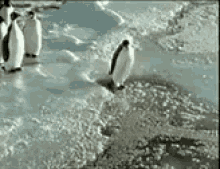 Whoops Penguin GIF - Whoops Penguin Trip GIFs