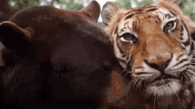 tiger bear hug love animals