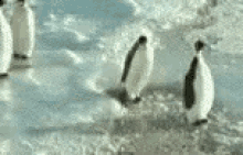 Asshole Penguin GIF - Asshole Penguin Push GIFs