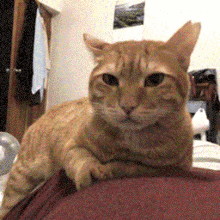 Chulei Orange GIF - Chulei Orange Cat GIFs