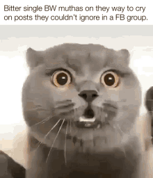 bitter cats blackgirlmagic bitter cats blackgirlmagic
