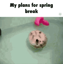 Spring Break My Plans For Spring Break GIF - Spring Break My Plans For Spring Break Hedgehog GIFs