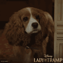dog lady and the tramp disney disney plus puppy