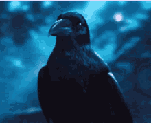 Crow Bow GIF - Crow Bow GIFs