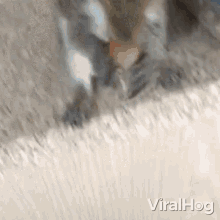 Eating Viralhog GIF - Eating Viralhog Yummy GIFs