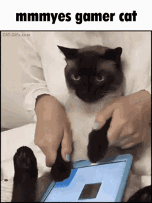 Gamer Gamer Cat GIF - Gamer Gamer Cat Siamese GIFs
