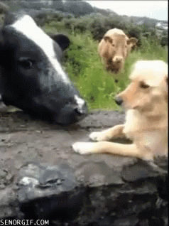 Cow Dog GIF - Cow Dog Golden GIFs