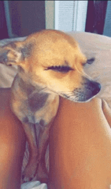 Dog Fake Lashes GIF - Dog Fake Lashes Sassy GIFs