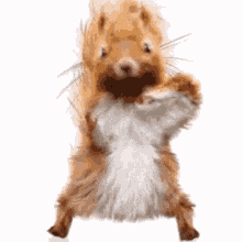 Dancing Squirrel GIF - Dancing Squirrel Dance GIFs