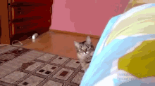 He'S Coming For You GIF - Cat Attack Suspense GIFs