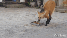 Eating Viralhog GIF - Eating Viralhog Maned Wolf GIFs