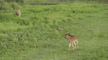 "No! He'S My Friend!" - This Is Amazing! GIF - Lion Deer Hes My Friend GIFs