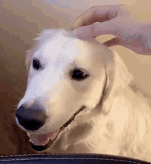 Puppy Dog GIF - Puppy Dog Dog Smile GIFs
