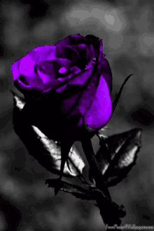 Beautiful Rose GIF - Beautiful Rose GIFs