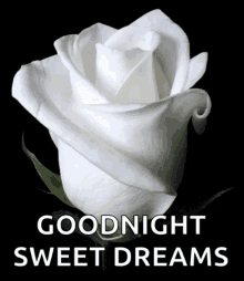 good night sweet dreams flower white rose blooming good night sweet dreams flower white rose blooming