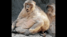 Chunky Chunky Monkey GIF - Chunky Chunky Monkey Chunky Monkey Jerome GIFs