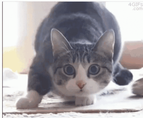 twerking cat animated plush
