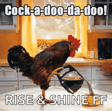 Rooster Morning GIF - Rooster Morning Wake GIFs