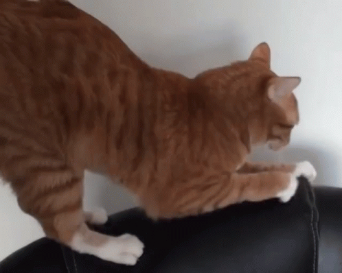 Cole And Marmalade Kneading GIF - Cole And Marmalade Kneading Scratching GIFs