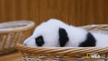 pandas panda