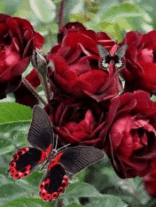 Rose Butterflies GIF - Rose Butterflies Roses GIFs