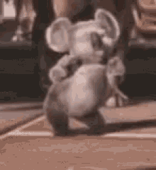 Dacne Dancing GIF - Dacne Dancing Koala GIFs
