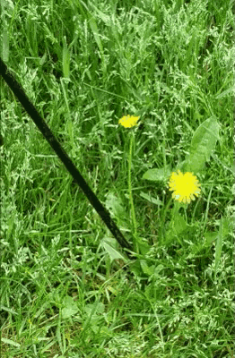 Pulling Weeds GIF - Pulling Weeds Weeds Gardening GIFs