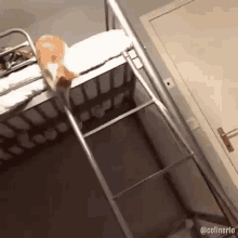 funny aniams cats fall fail ladder