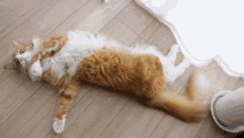 Haku Cat GIF - Haku Cat Epic GIFs