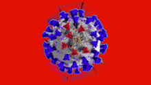corona corona virus covid19 corona corona virus covid19