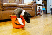 Halloween GIF - Puppy Pumpkin GIFs