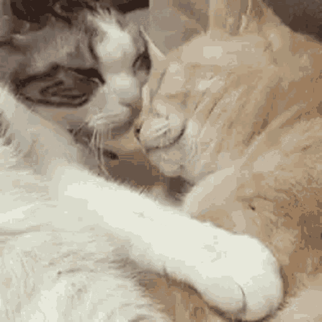 Xinsgifs Cat GIF - Xinsgifs Cat Soft - Discover &amp; Share GIFs