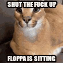 Floppa Sitting GIF - Floppa Sitting Shut GIFs