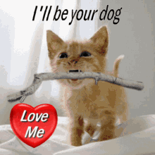 Love Me I Will Be Your Dog GIF - Love Me I Will Be Your Dog Kitten GIFs