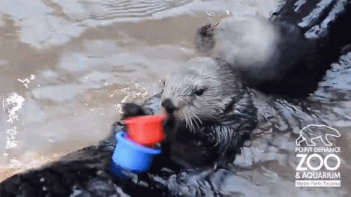 Nellie Seaotter GIF - Nellie Seaotter Otter - Discover & Share GIFs