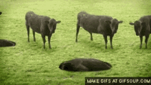 cows cows