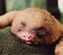 Mole Lips GIF - Mole Lips Animals GIFs