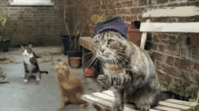 Party Time Cats GIF - Party Time Cats GIFs