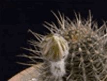 Cactus Plant GIF - Cactus Plant GIFs