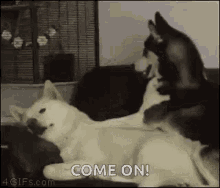 Wake Up Dogs GIF - Wake Up Dogs Morning GIFs