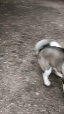 attack american akita puppy playing fun