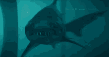 Shark Bite GIF - Shark Bite Hungry GIFs